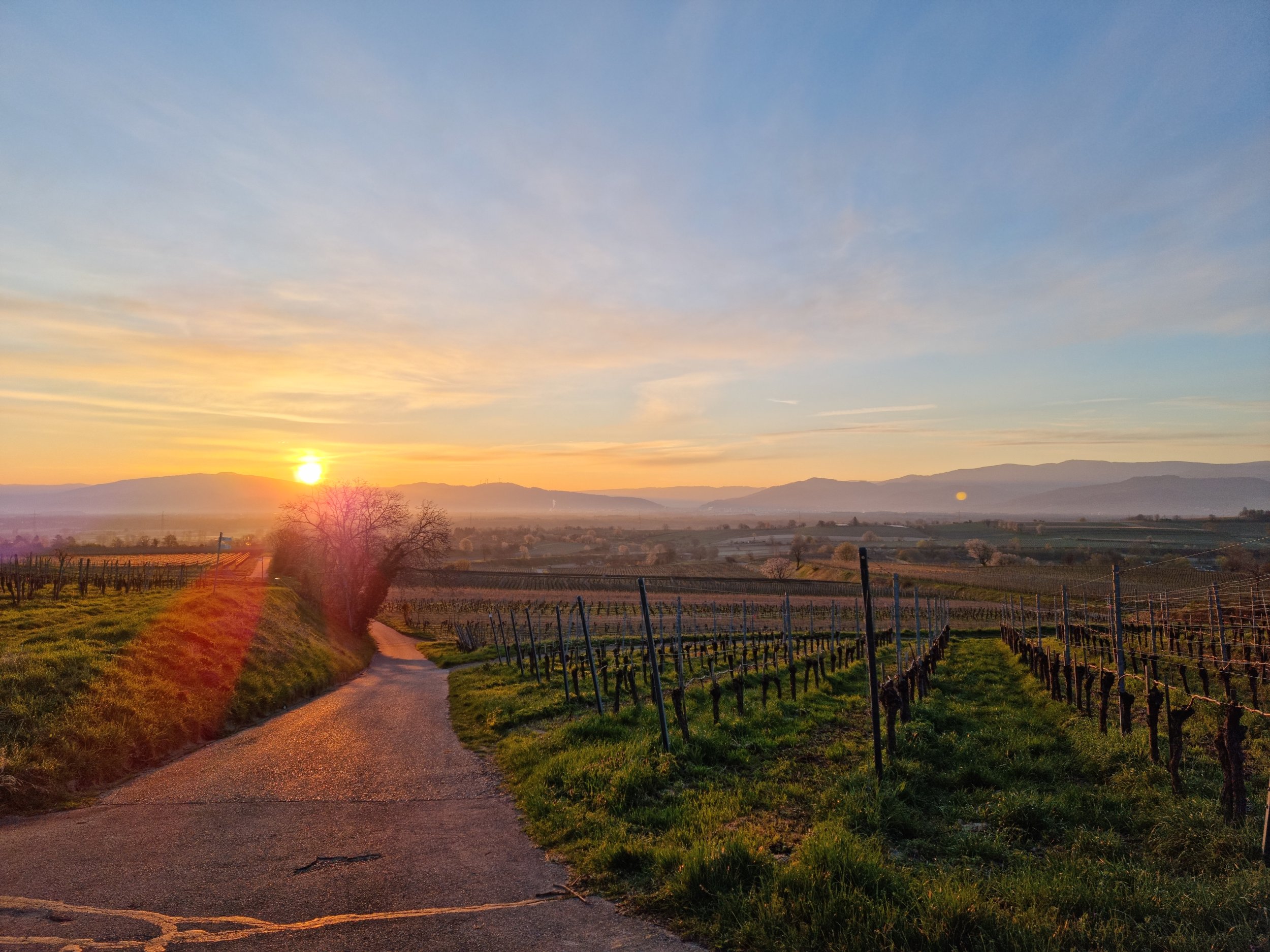 Sonnenaufgang auf dem Tuniberg Sonnenaufgang Tuniberg
